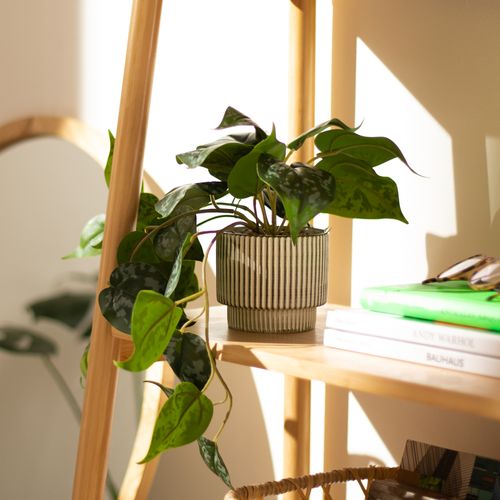 Maceta Planta Emboss Cerámica