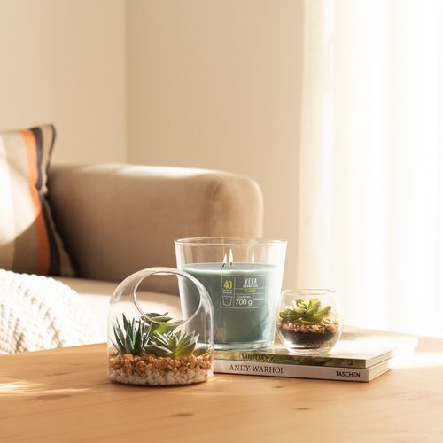 Maceta Cactus Vidrio