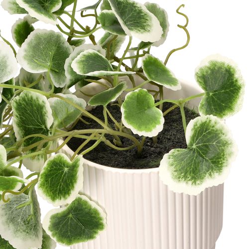 Maceta con Planta Colgante