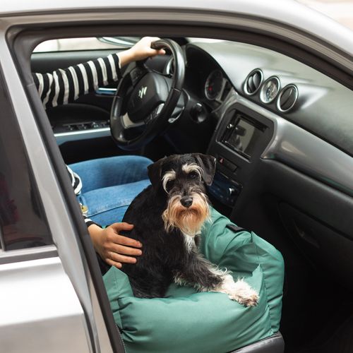 Asiento de Auto para mascota