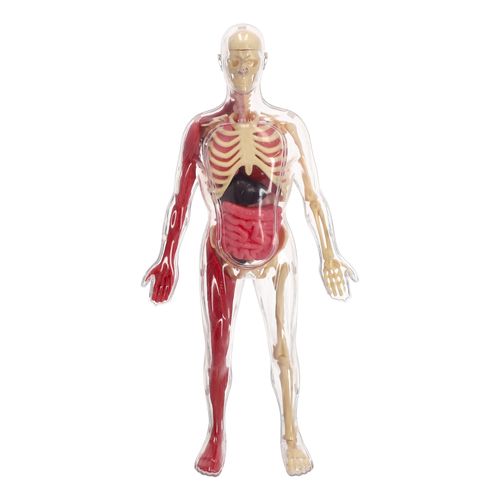 Kit Modelo a Escala del Cuerpo Humano